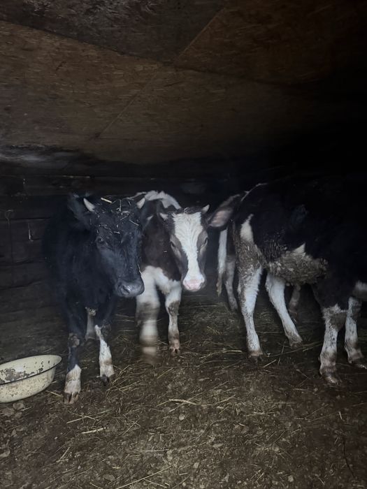 Продаются телочки