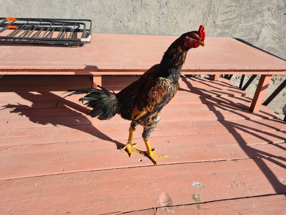 Продается бойцовый петух !