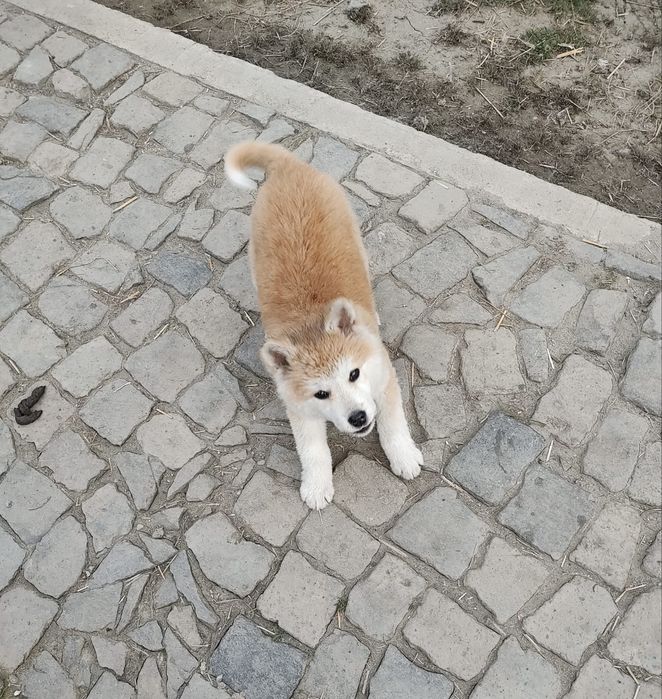 Pui Akita Inu Japonez
