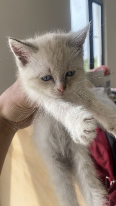 Бесплатно ст шымалган