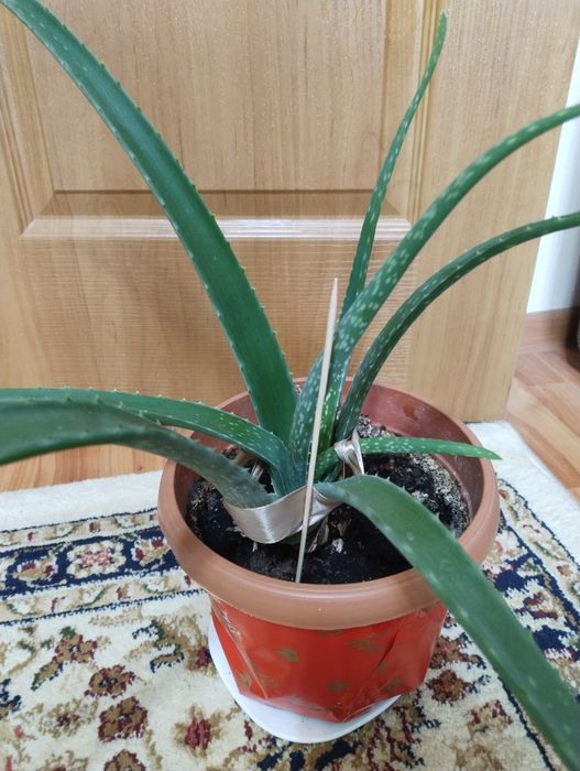 Алоэ лечебный (столетник)