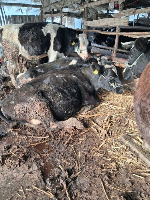 Vaci gestante si fătate de vânzare