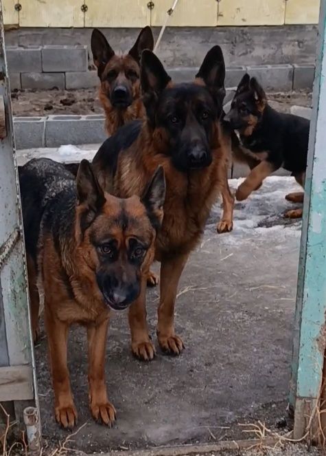 Щенок немецкой овчарки.