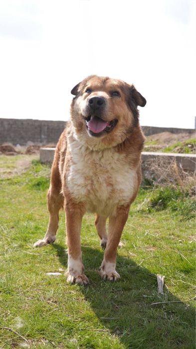 Хлоя. Ищет семью . В добрые руки