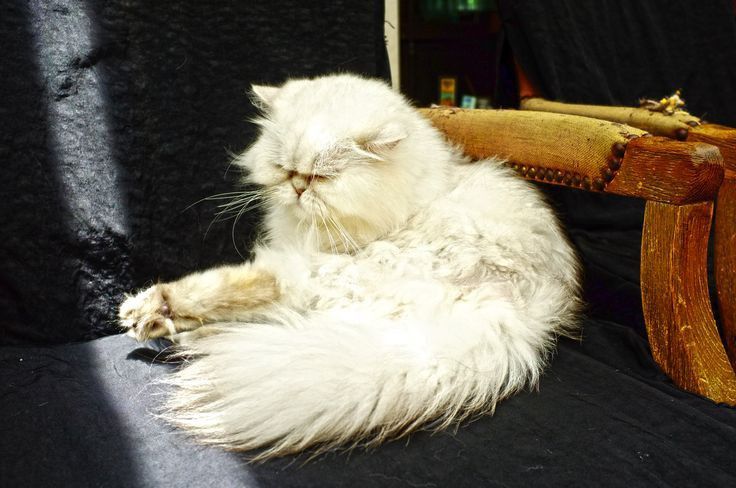 срочно продам скоттиш страйт девчока шиншилла