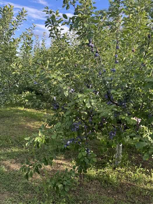 Vand prune centenar
