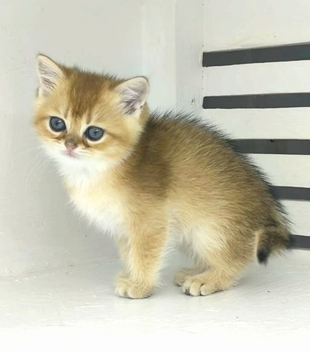 КоТик БриТансКий ЗолоТой 2 мес