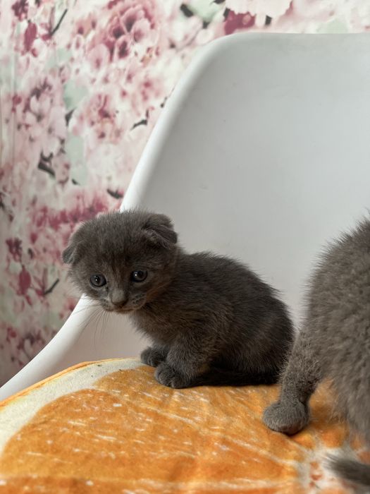 Котята шатландские продам