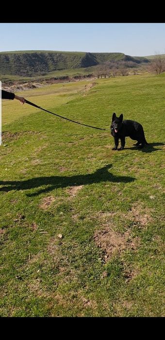 Немецкая овчарка