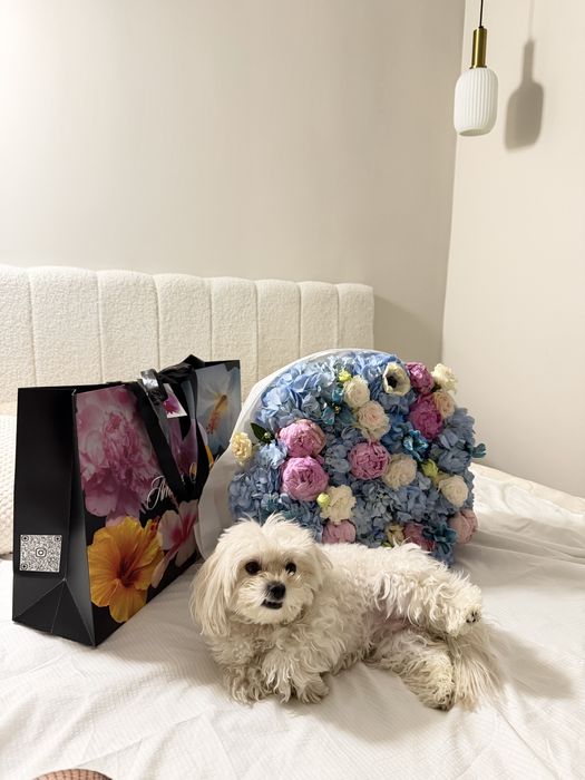 Собачка породы мальтипу