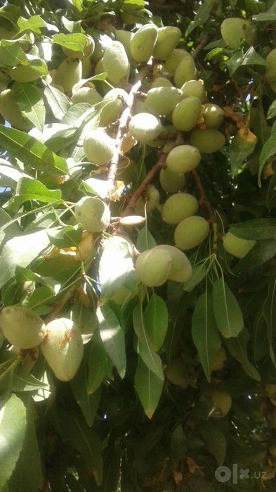BODOM yangi sortlar bor uchatlarimiz  sortiga qonuniy kafolat beramiz