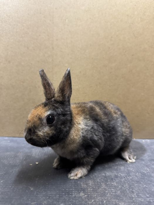 Rex pitic - iepuri de companie