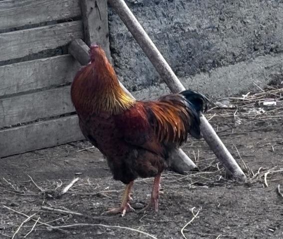 Әтештер сатылады