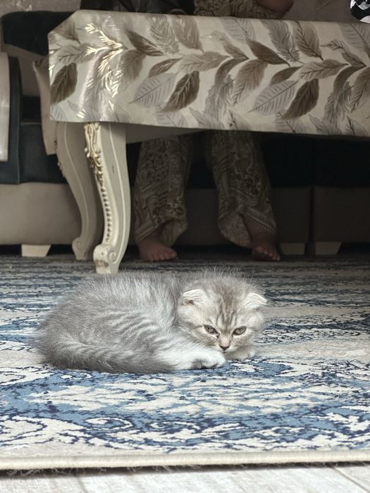 Mushuk zoti toza oladiganlar bulsa