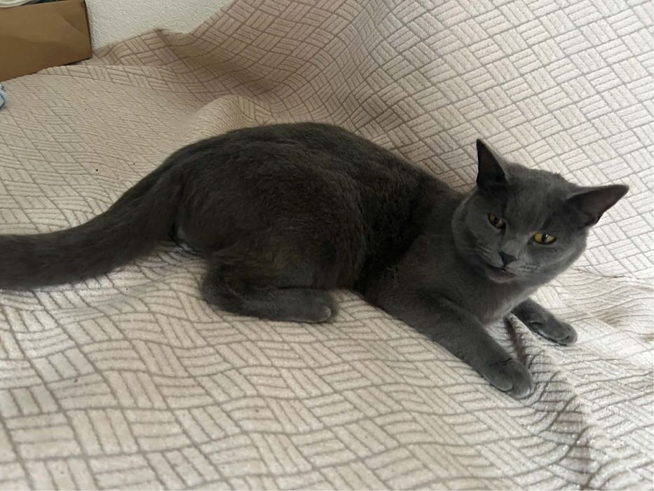 Сива британска котка