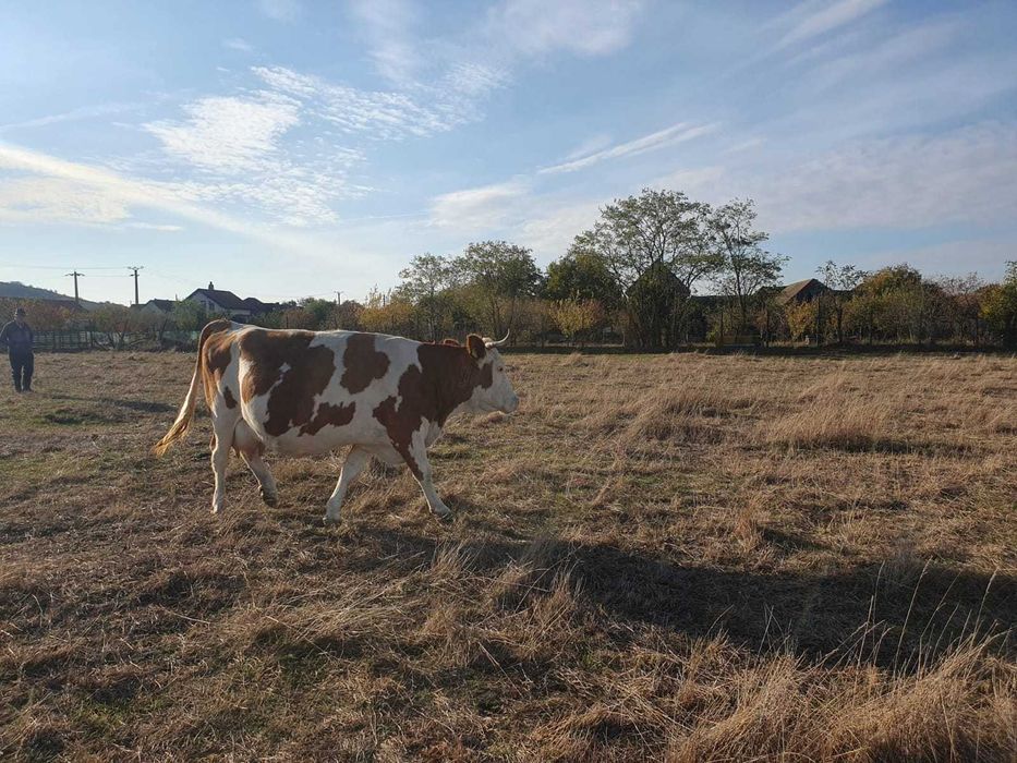 Vând vacă Baltată Românească – montată cu Belga
