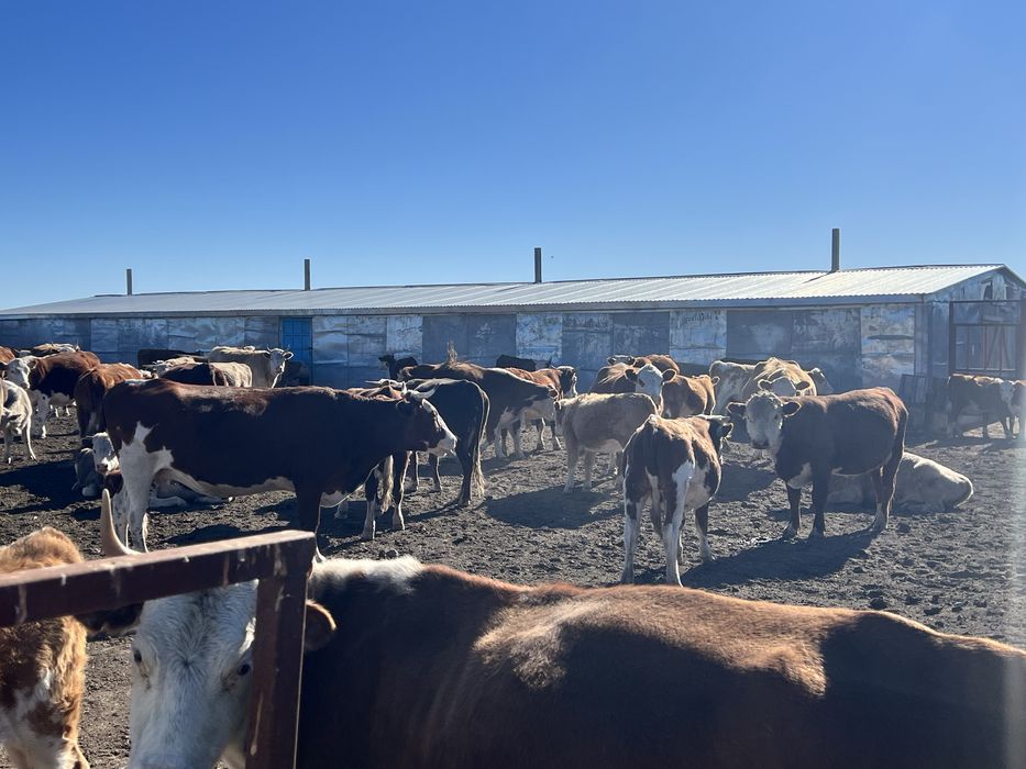Продается крестьянское хозяйство