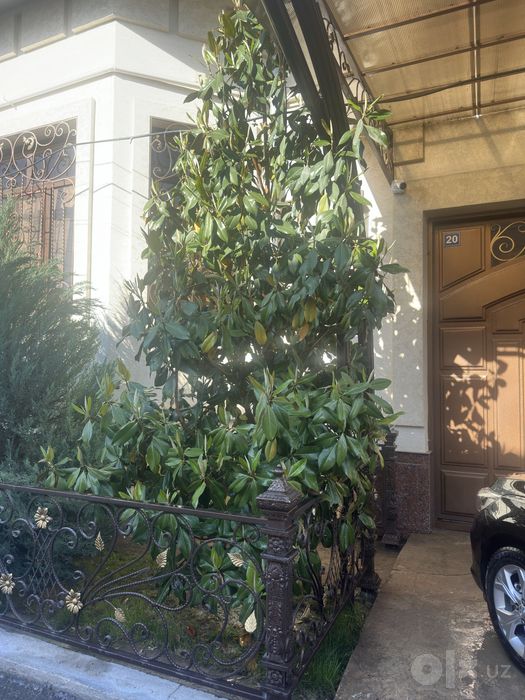 Magnoliya Магнолия