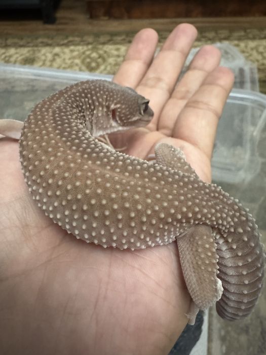 Эублефар самец шоколадный