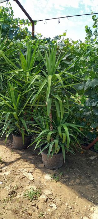 Plante yuca de vanzare