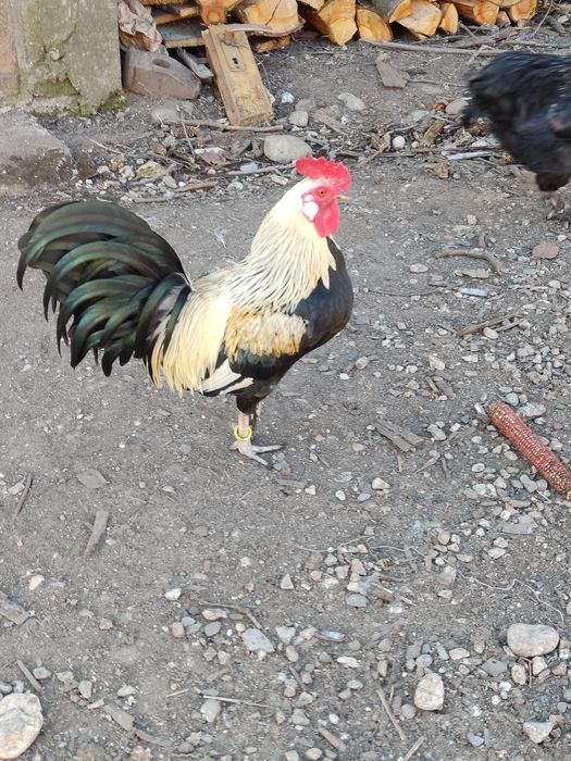 Cocoși pitici disponibili