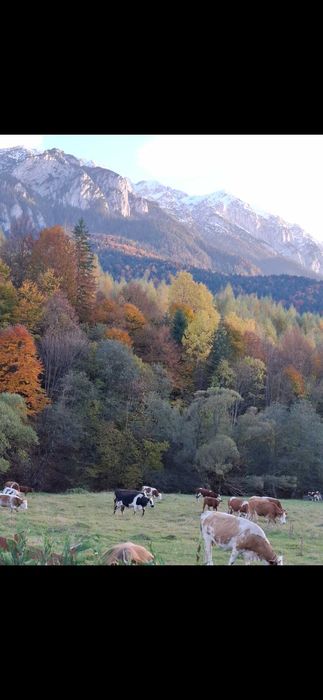 Teren intravilan Plaiul Foii