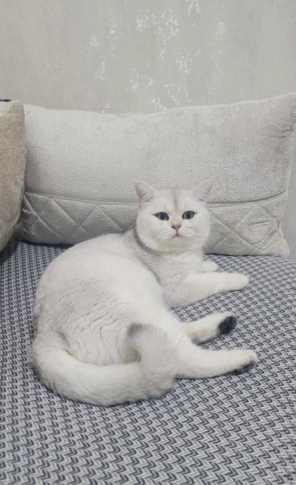ВЯЗКА британский шиншилла кот ! Приглошает кошек на свиданю . Vyazkaga