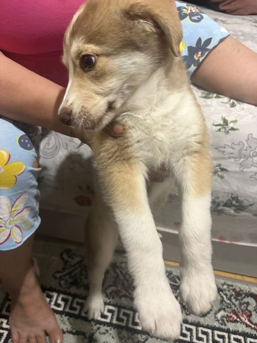 Donez pui de cățel 1 luna jumate