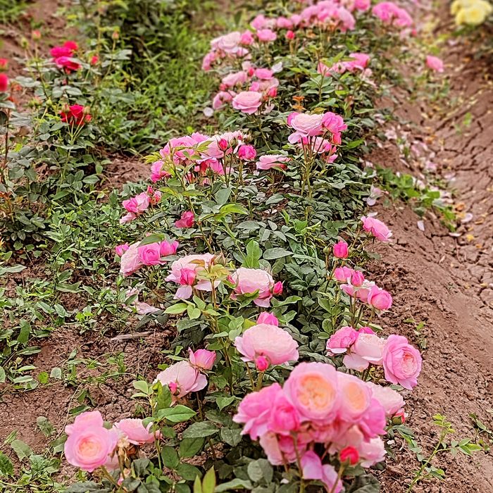 Balashixada jinsiy aloqa