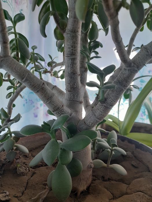 Продаю цветок- денежное дерево