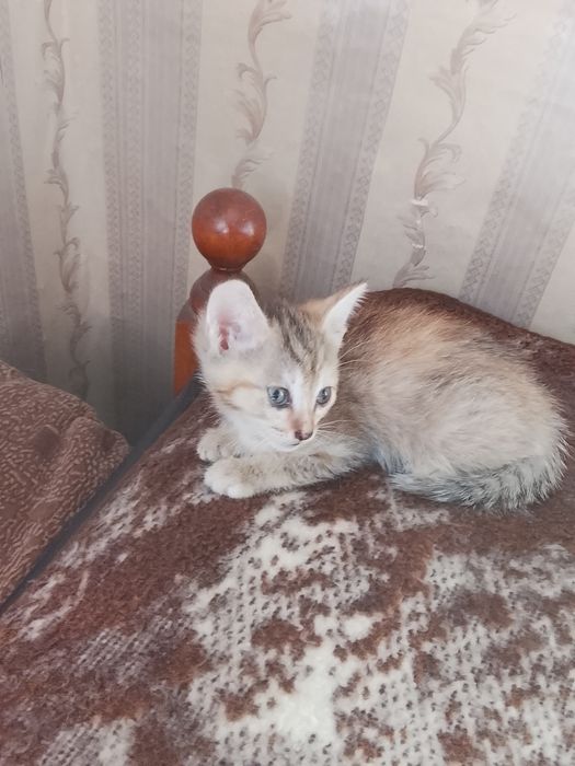 Отдам котят в добрые руки