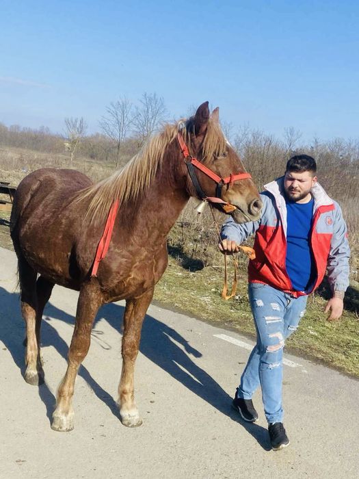Manza de un an jumate