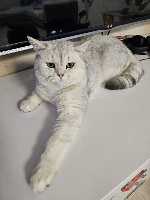 Кот для вязки-британский короткошерстый