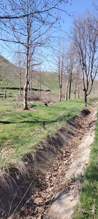 Ветки бесплатно отдам