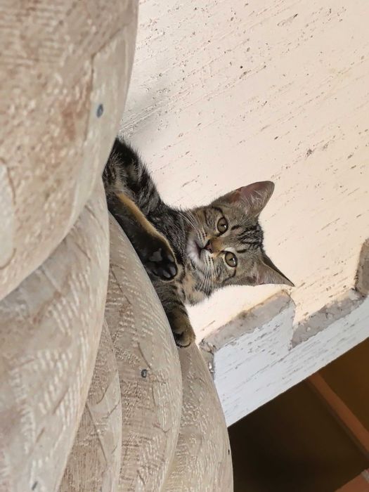 Одам котят в хорошие руки