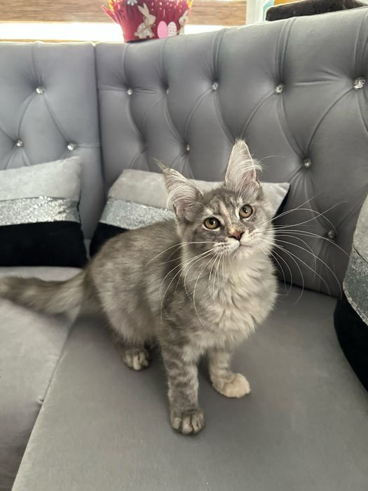 Femela maine coon