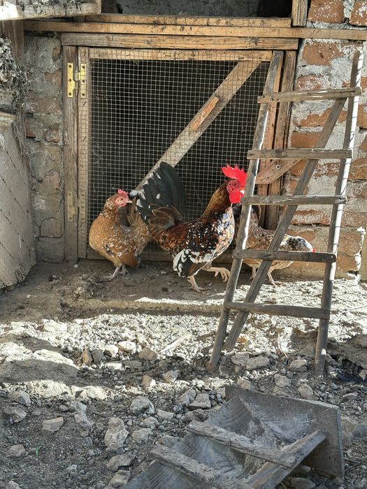 Gaini si cocosi americani pitici