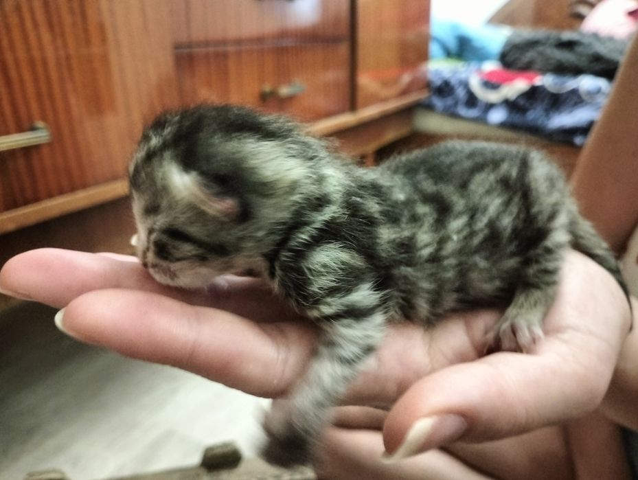 Бронь котят скотиш страйт