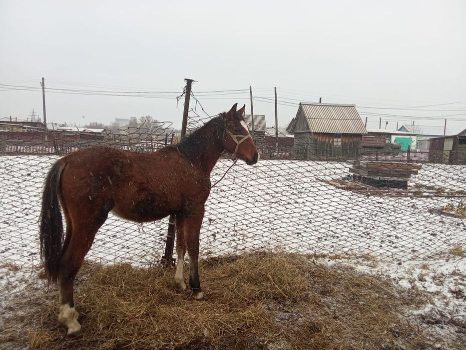 Продам жеребчика орловца