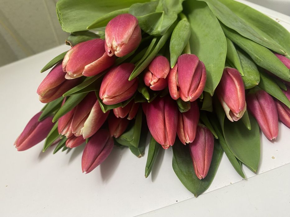 Тюльпаны предзаказы