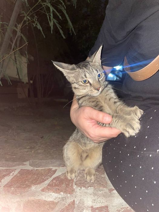 Котёнок ищет себе хозяина
