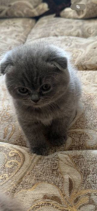 Котята скотиш фолд