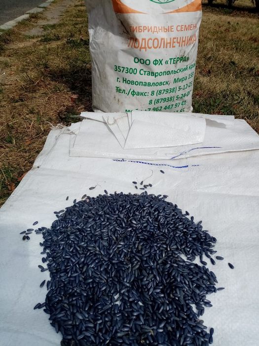 Гибридные семена подсолнечника.