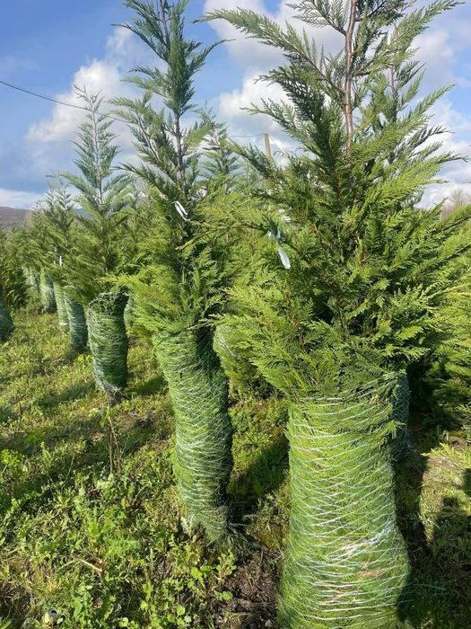 Tuia leylandii ideal pentru gard viu