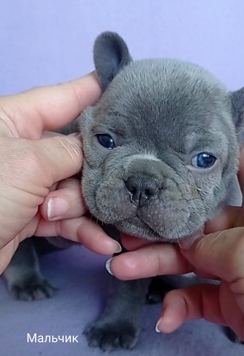 Французский бульдог