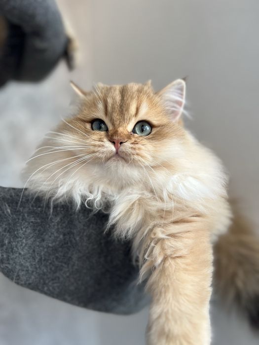 Motanel British golden cu pedigree