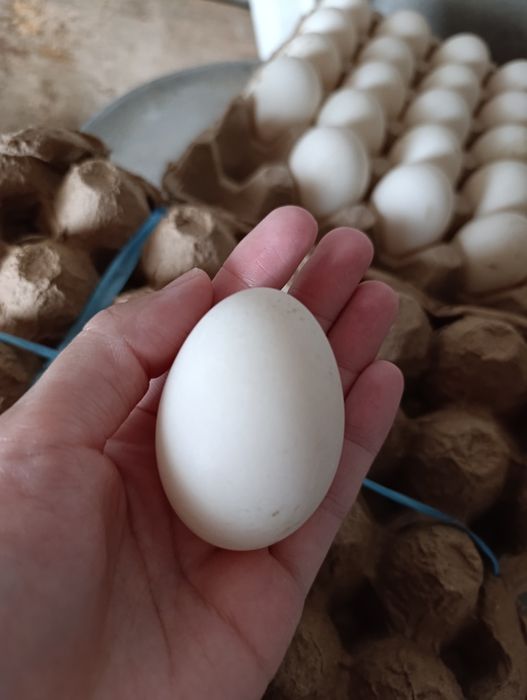 Индоутинные яйца