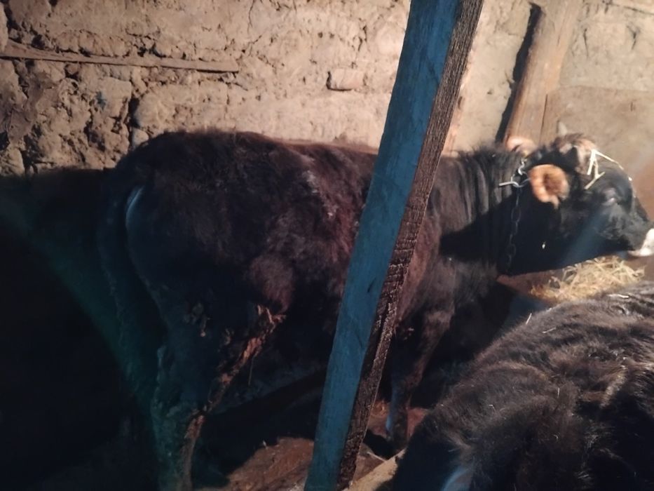Продам бычка 1.2 года