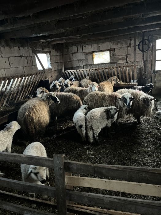 vand oi cu miei ……….