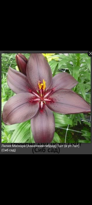 Продам сортовые лилии